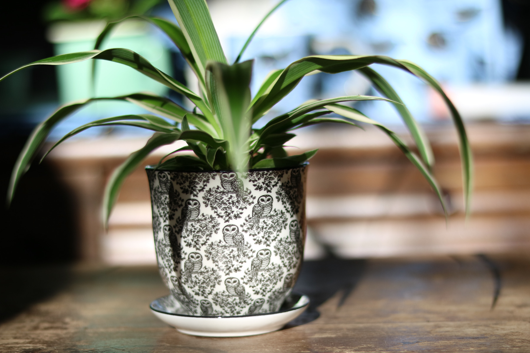 Liberty-Pflanztöpfchen | Eule