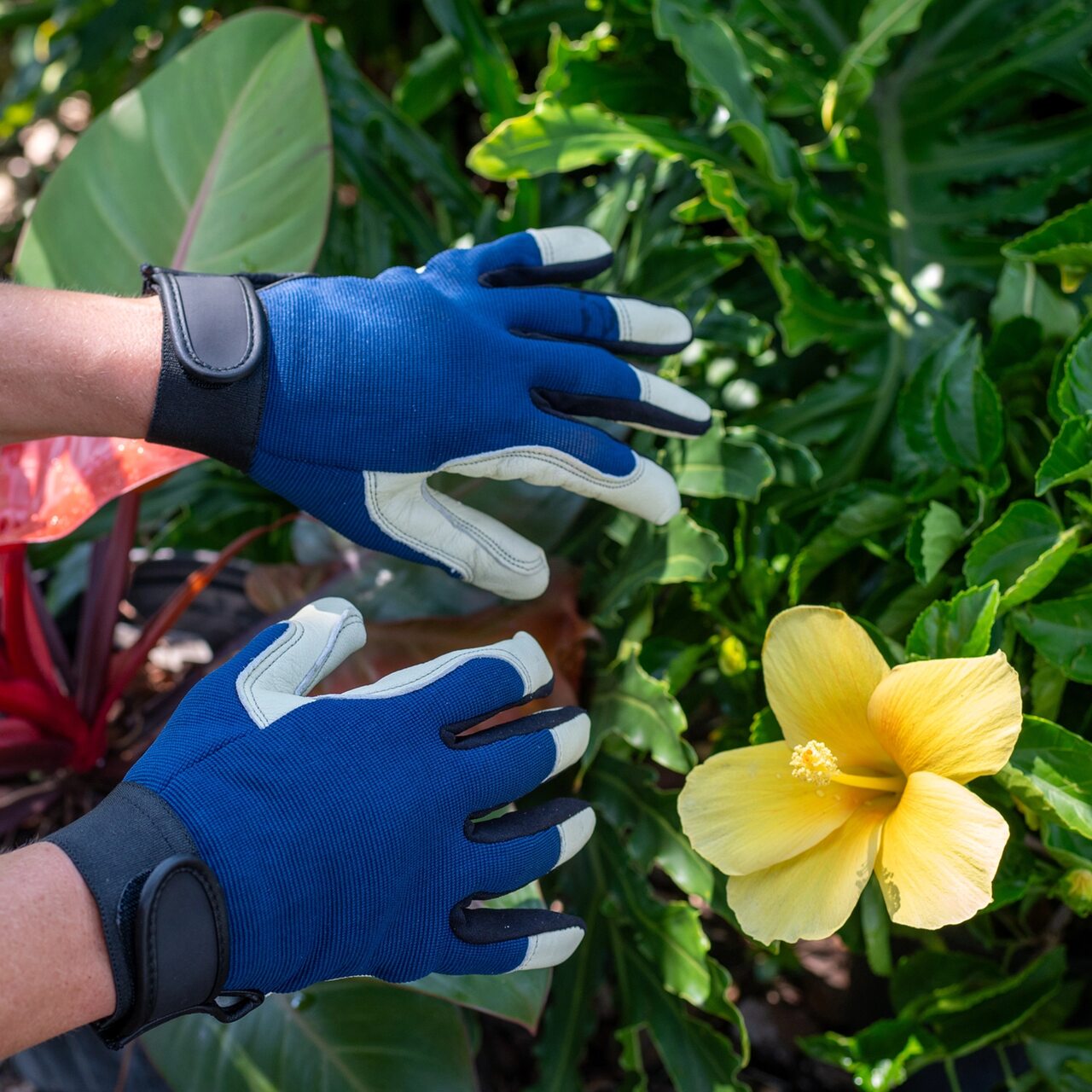 Robust und langlebig: Klassische Garten-Arbeitshandschuhe aus Rindsleder | Mit blauem Textil-Handrücken und Klettverschluss