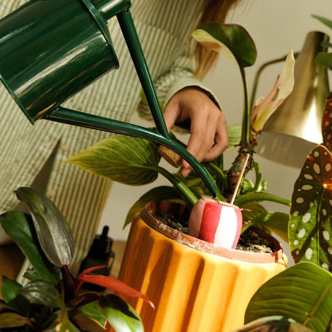 Rot-rosa gestreifte Olla im Topf