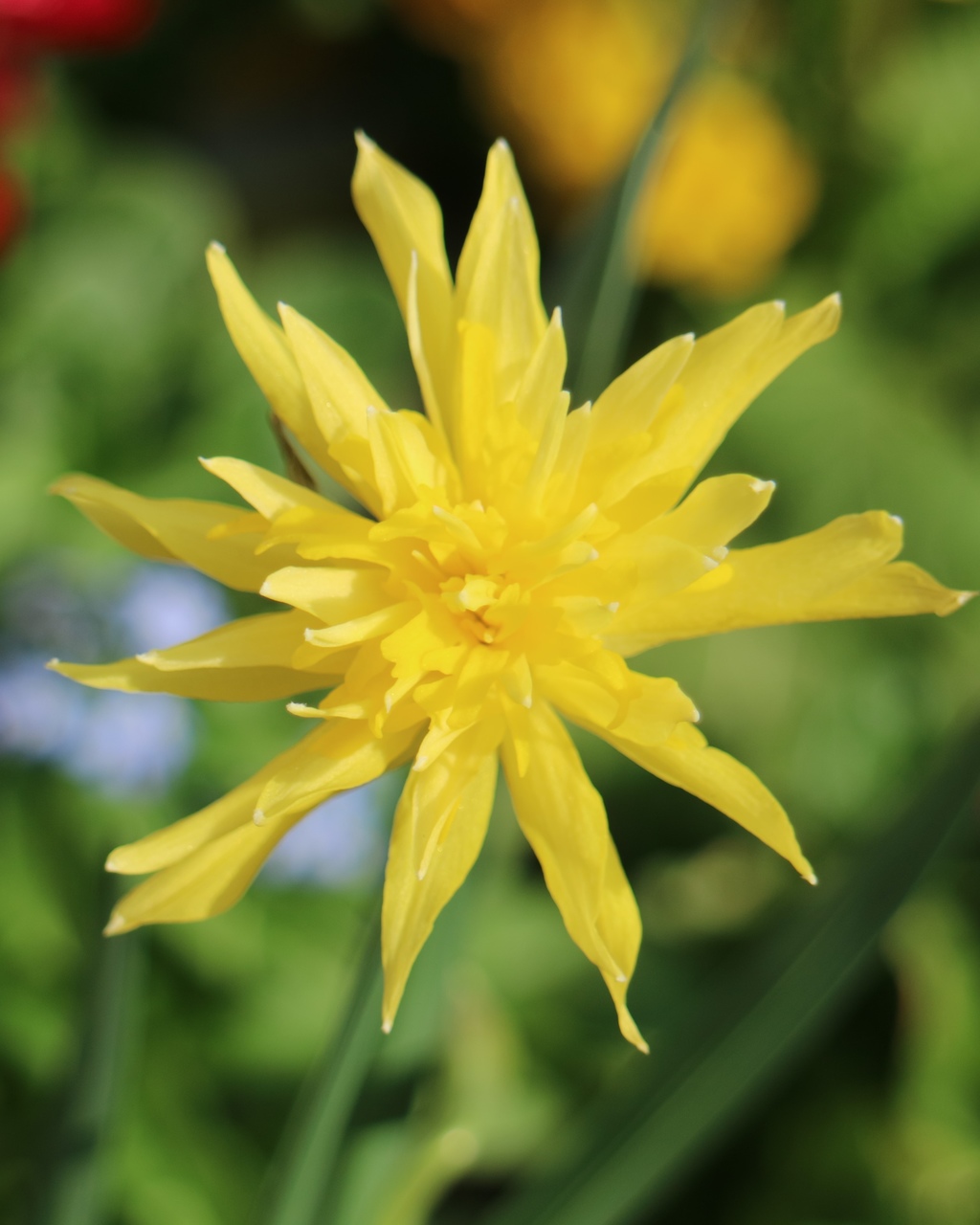 Narzisse Rip van Winkel | Reutlingen, 23.02.2023