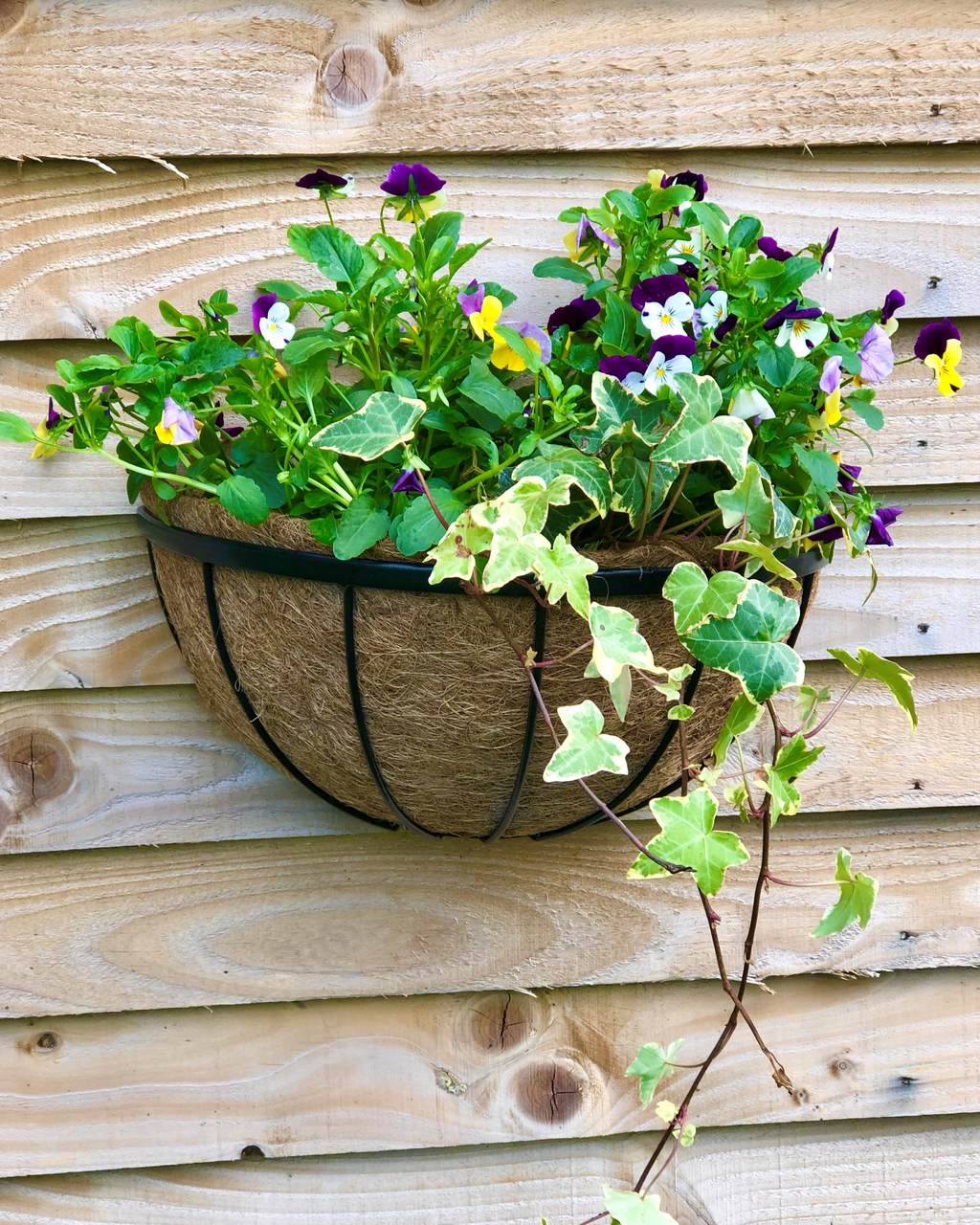 Wand-Pflanzkorb | Oxford