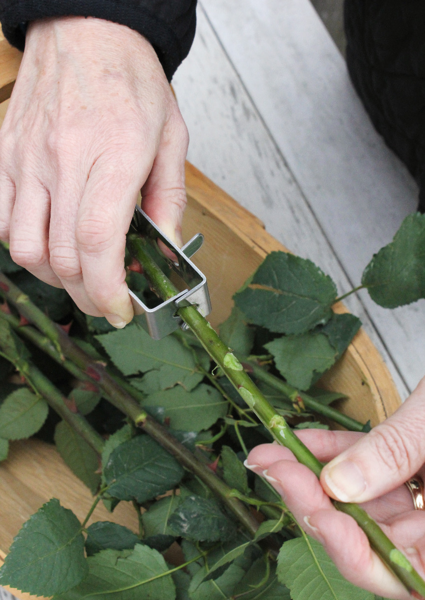 Rosendornen vom Stiel lösen