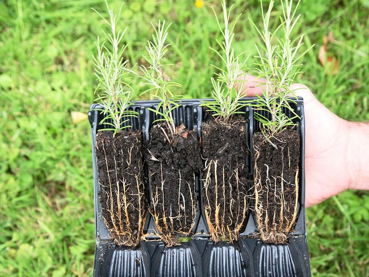 Deep Rootrainers mit Rosmarin-Stecklingen | Haxnicks | Tildenet