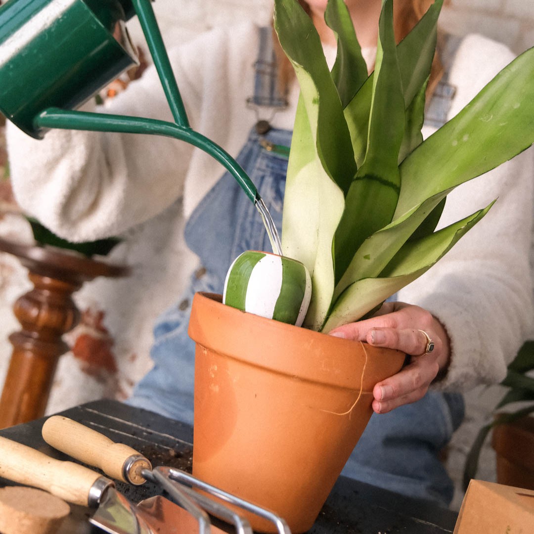 Grun-wei? gestreifte Olla im Topf, beim Wasser eingie?en