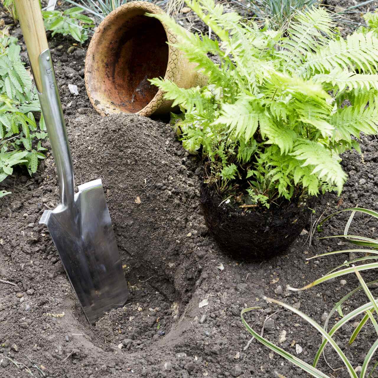 Schmaler Pflanzspaten beim Ausheben eines Pflanzlochs | Werkzeug und Schaft aus rostfreiem Edelstahl | von Burgon & Ball