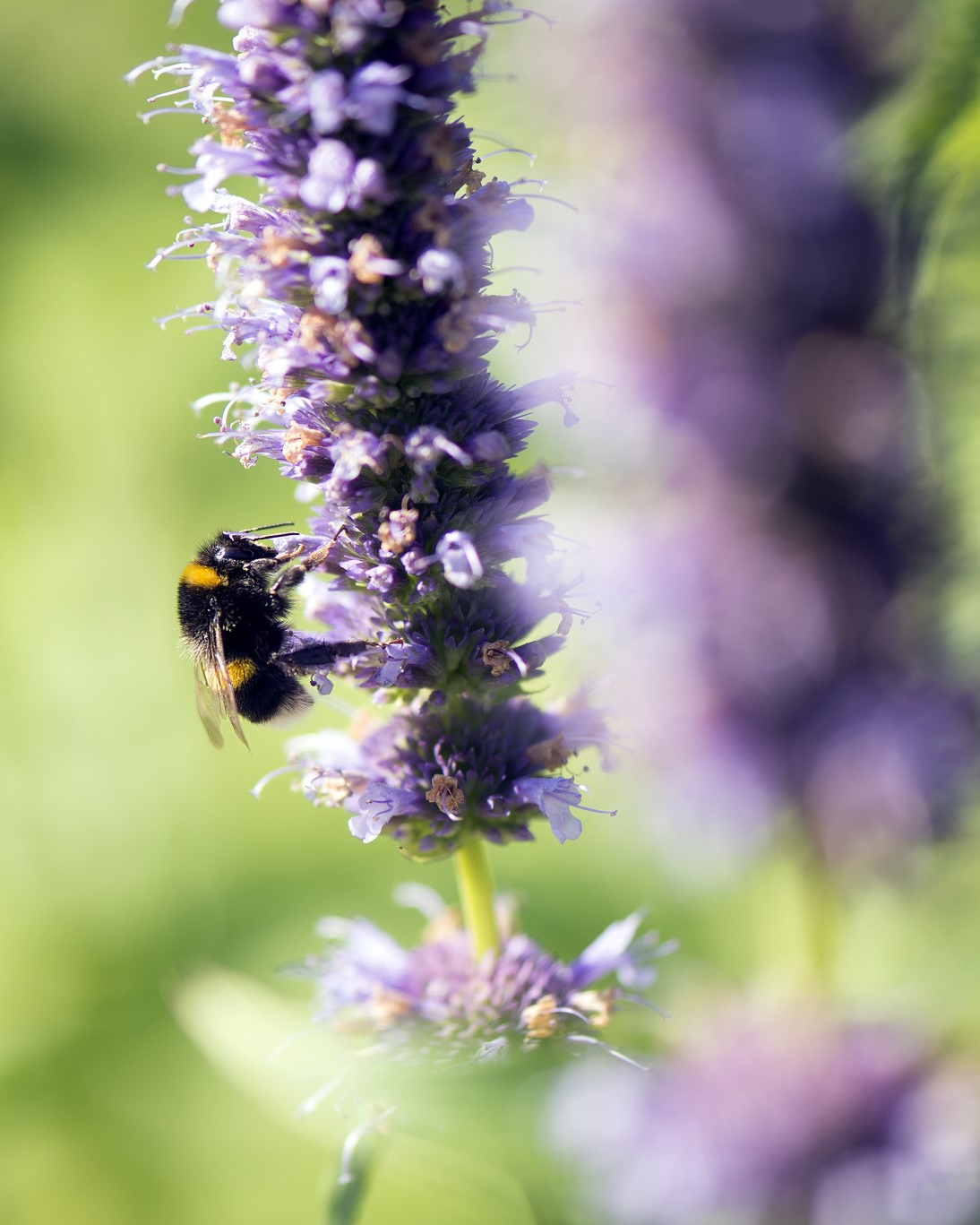 Kew Gardens Photo | Lavendel