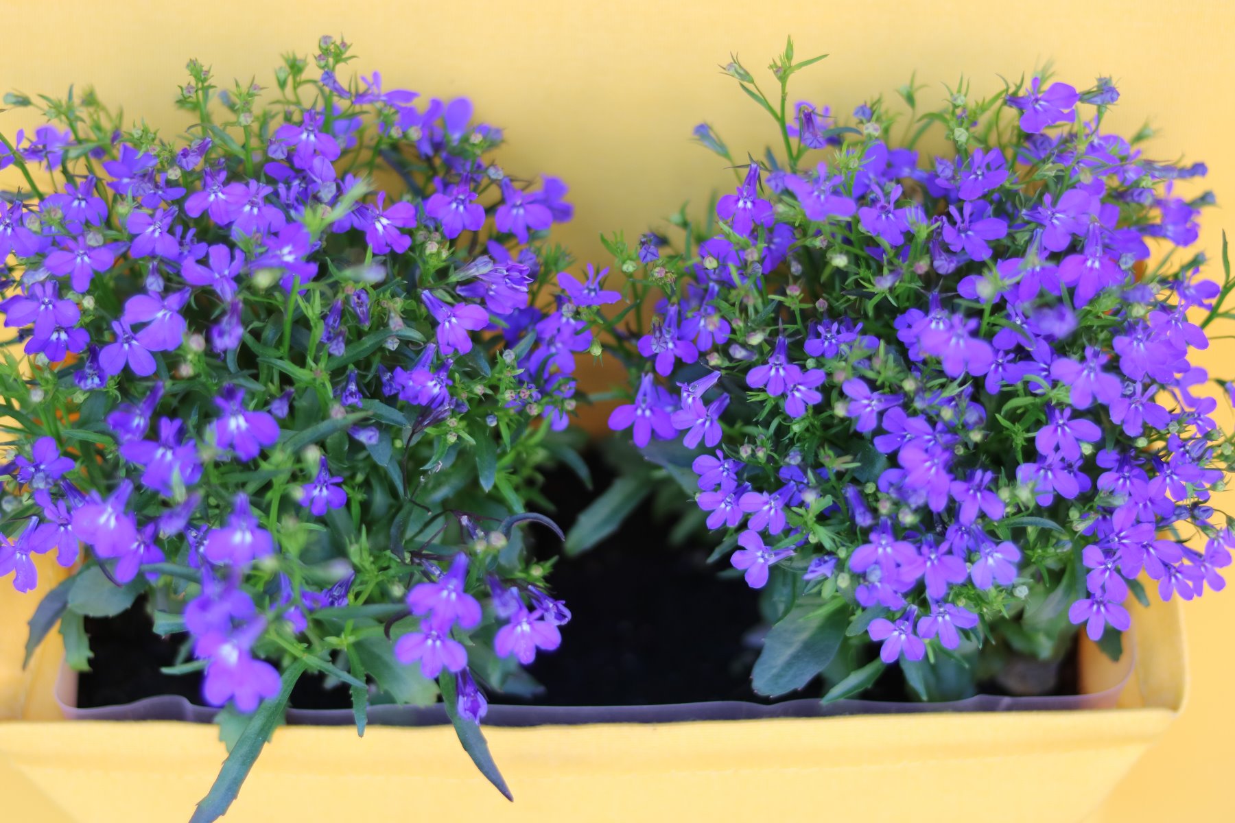 Hängepflanztasche AMMA mit - in die Innentasche - eingepflanzten Lobelien