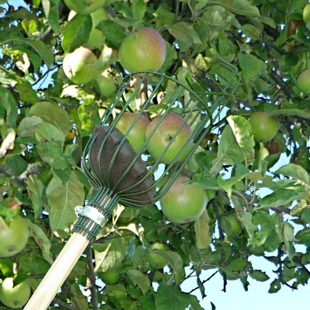 Burgon & Ball Obstpflücker | Apple Picker | bei der Arbeit im Apfelbaum