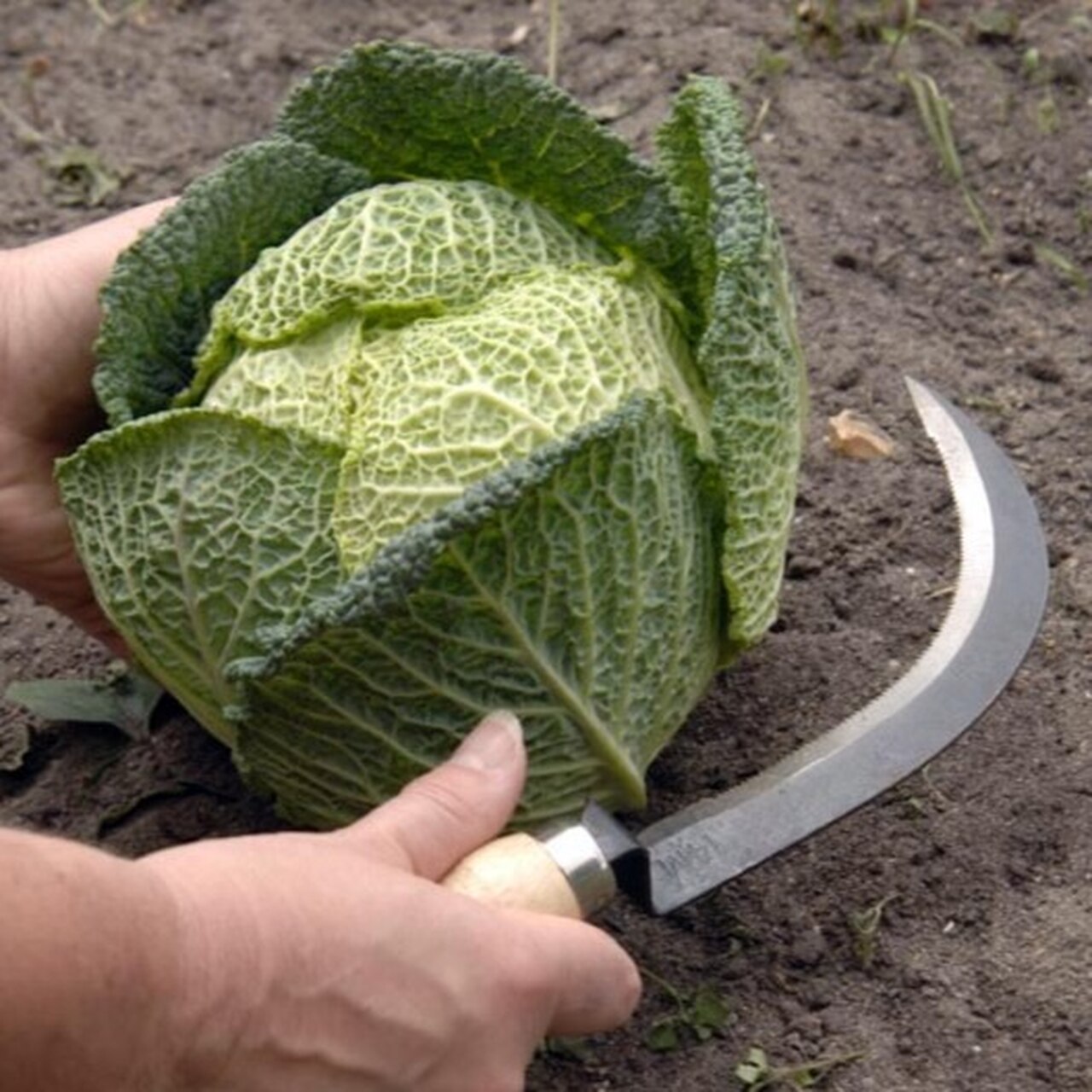 Gemüse-Erntemesser - scharfe Zähne beißen sich fest und schneiden sauber Kohl, Salate, usw.