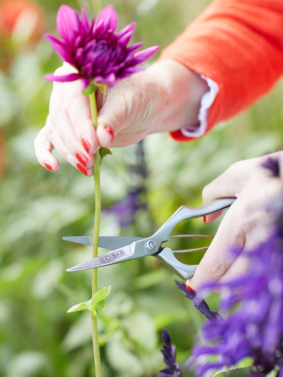 Sophie Conran mit ihrer Präzisions-Blumenschere