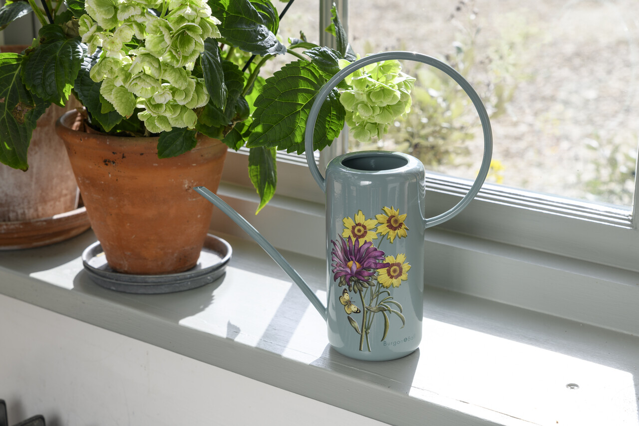 von Burgon & Ball | Zimmergießkanne im RHS-Design Asteraceae - Korbblütler
