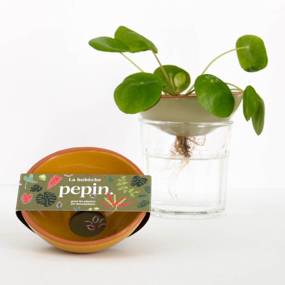 Die einfach Art Stecklinge zu ziehen: Mit einer Pflanzen-Manschette