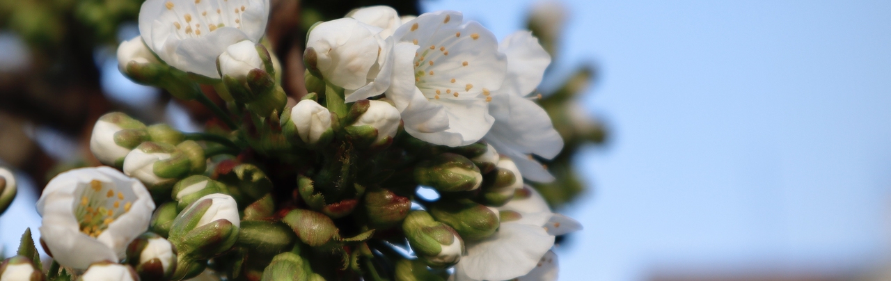 Kirschblüten