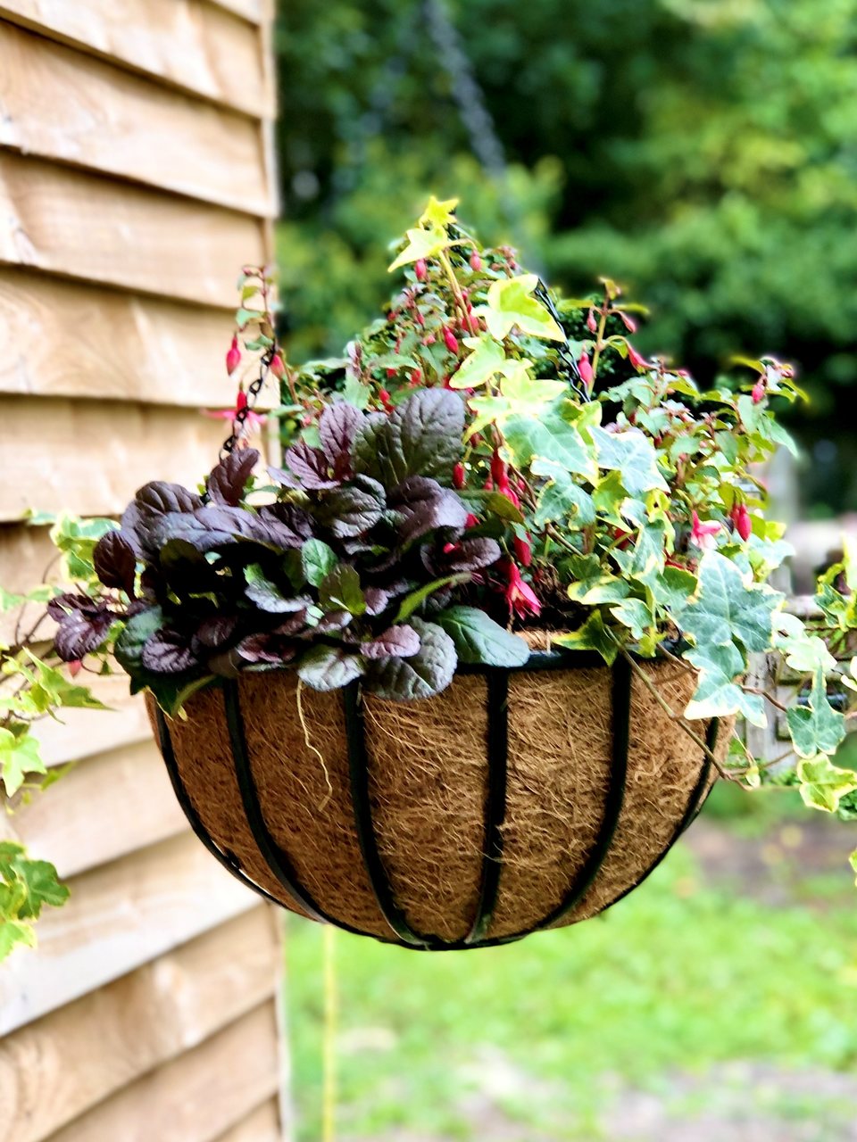 Hanging Basket | Cambridge - bepflanzt
