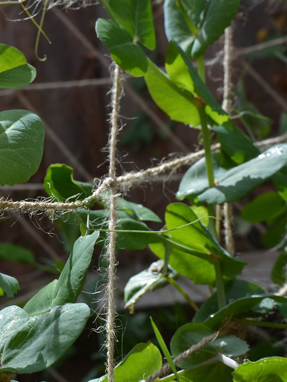 Jute-Ranknetz  100% biologisch abbaubar