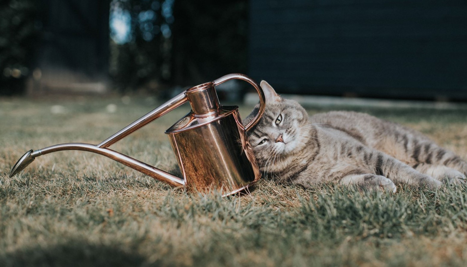 Haws Zimmergießkanne Classic in Kupfer