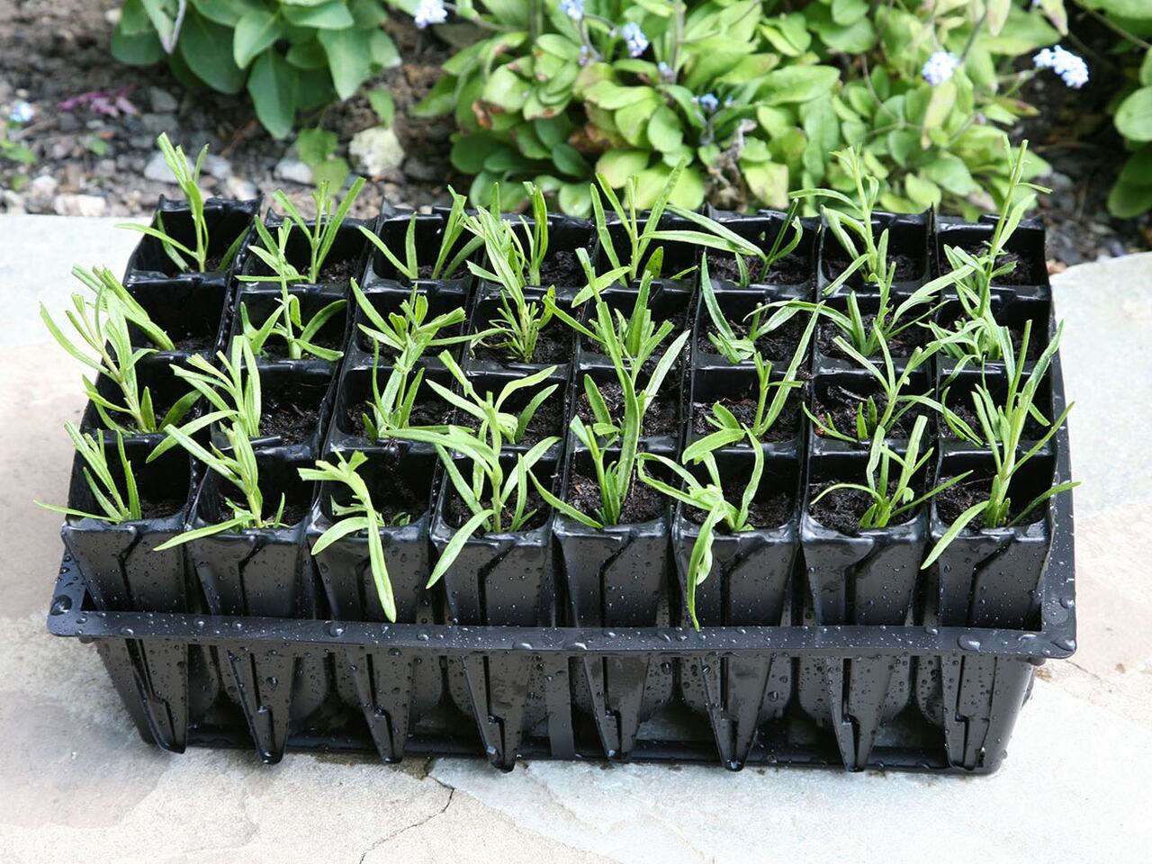 Deep Rootrainers | Haxnicks | Rosamrin-Stecklinge