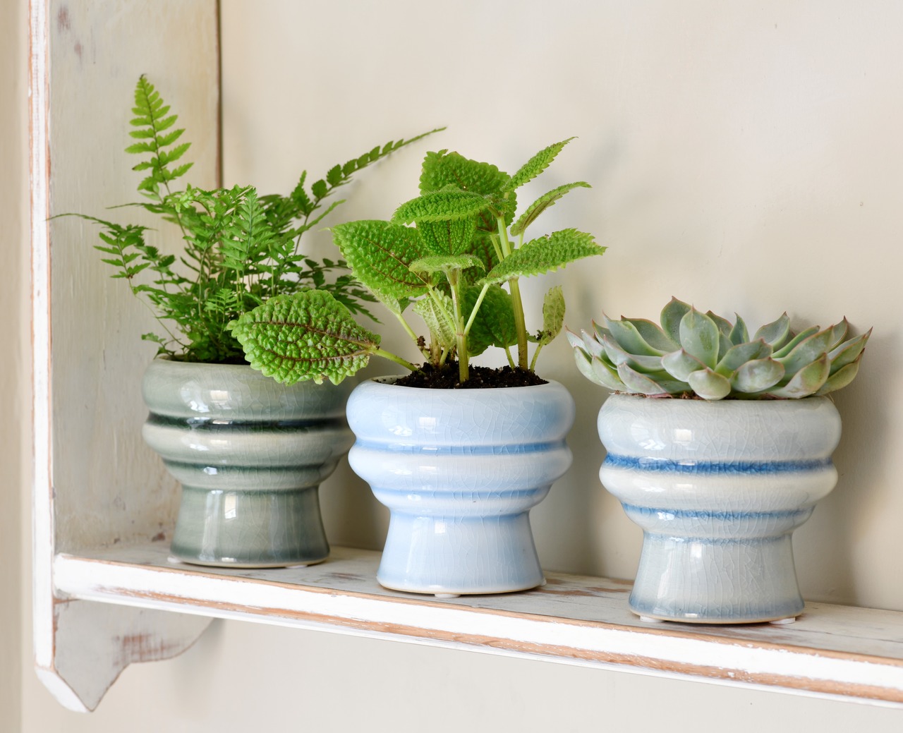 Sukkulenten-Töpfe Florenz | von Burgon & Ball