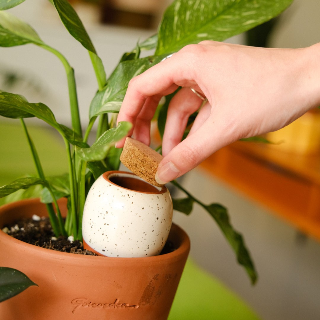 gesprenkelte Olla im Topf mit geöffnetem Deckel
