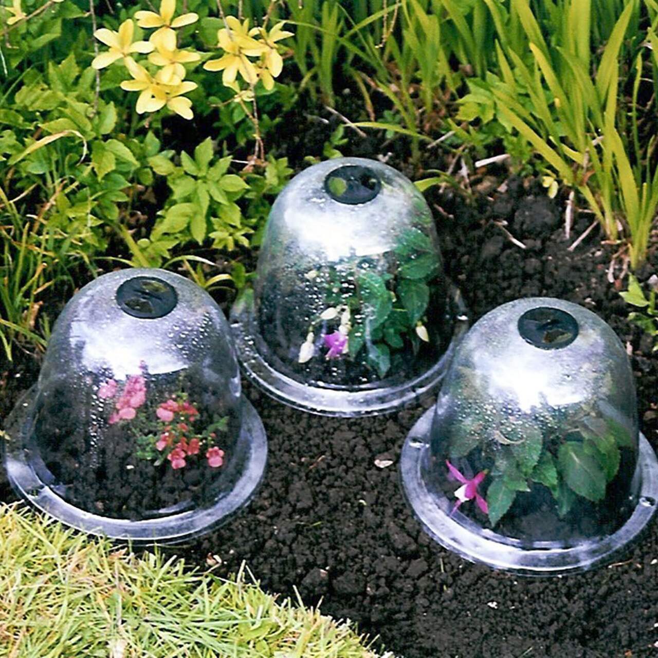 Kleine Gartenglocken - Trio