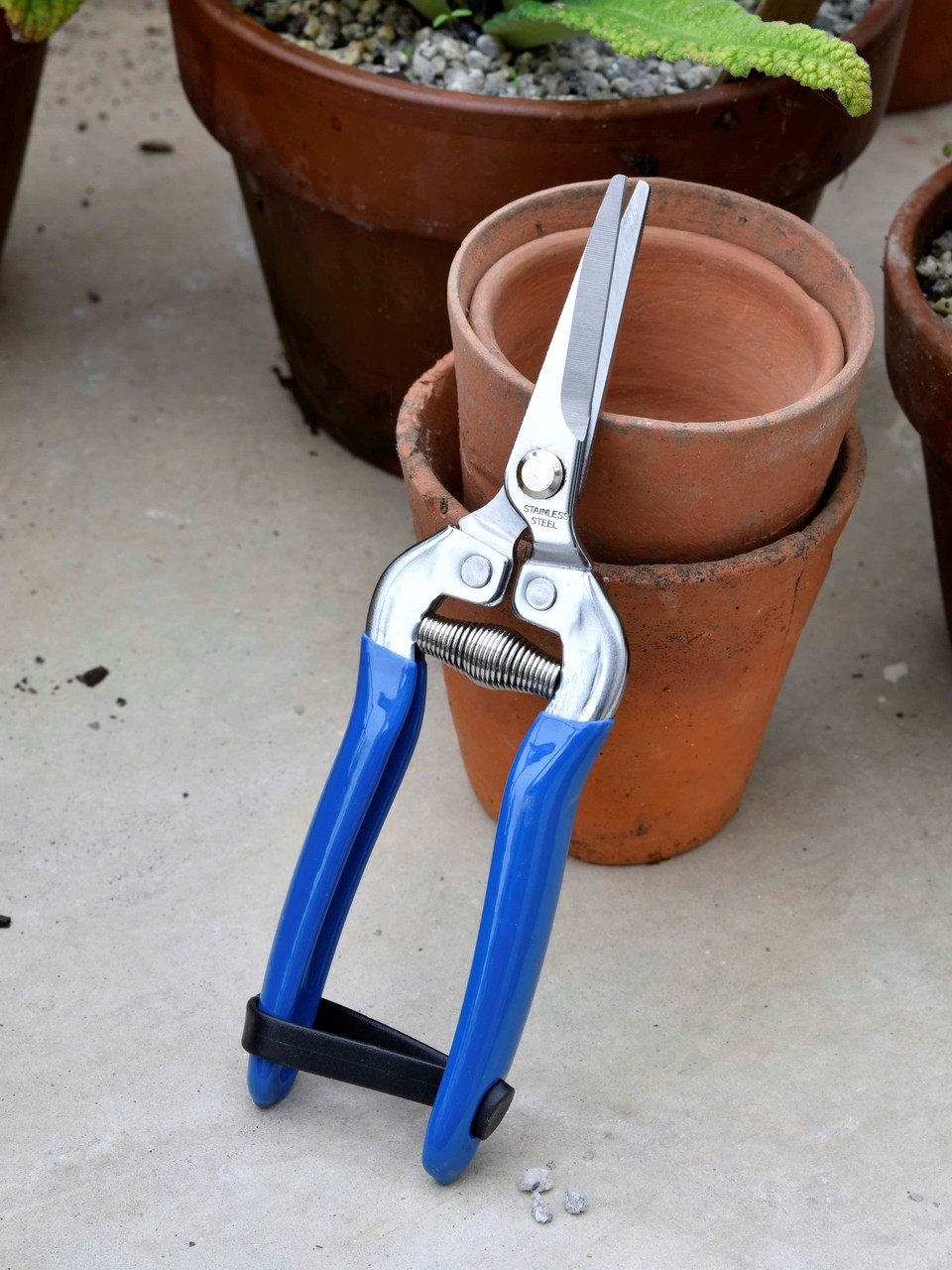 Blumen- & Ernteschere, Britisch Meadow