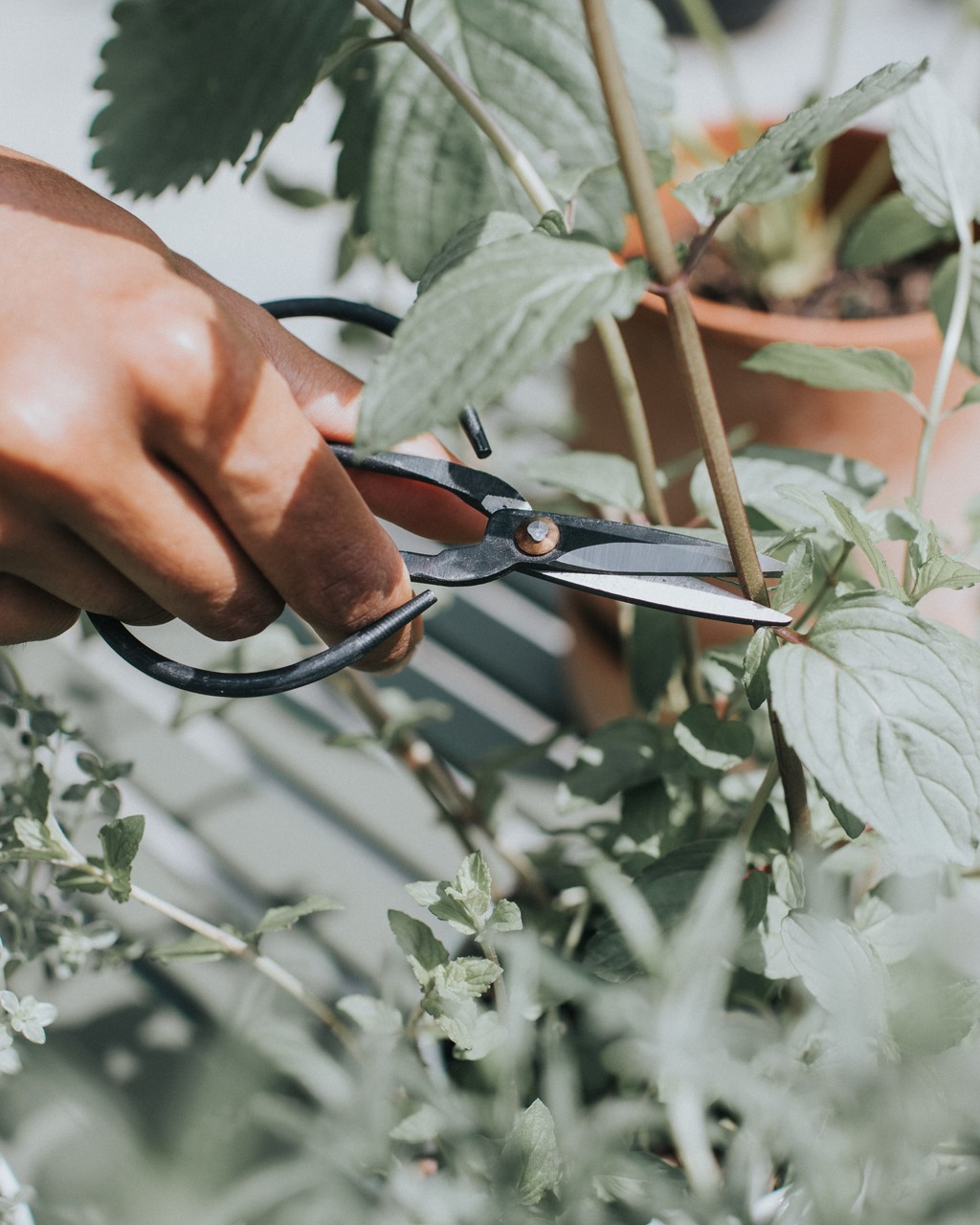 Vintage Butterfly-Schere | groß