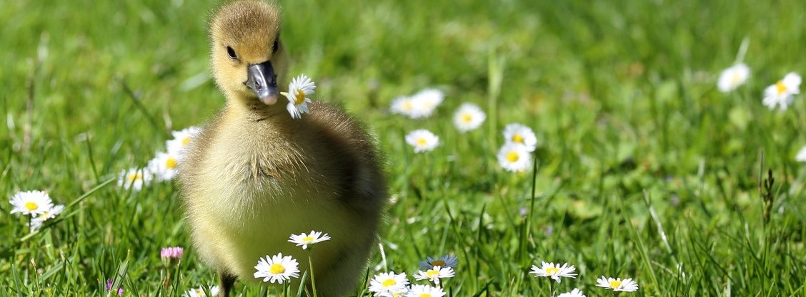Graugans-Küken auf einer Gänseblümchen-Wiese  mit einem Gänseblümchen im Schnabel