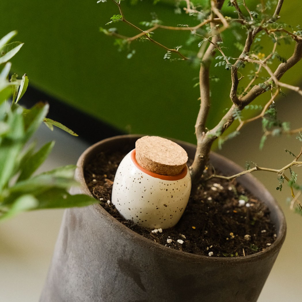 gesprenkelte Olla im Topf